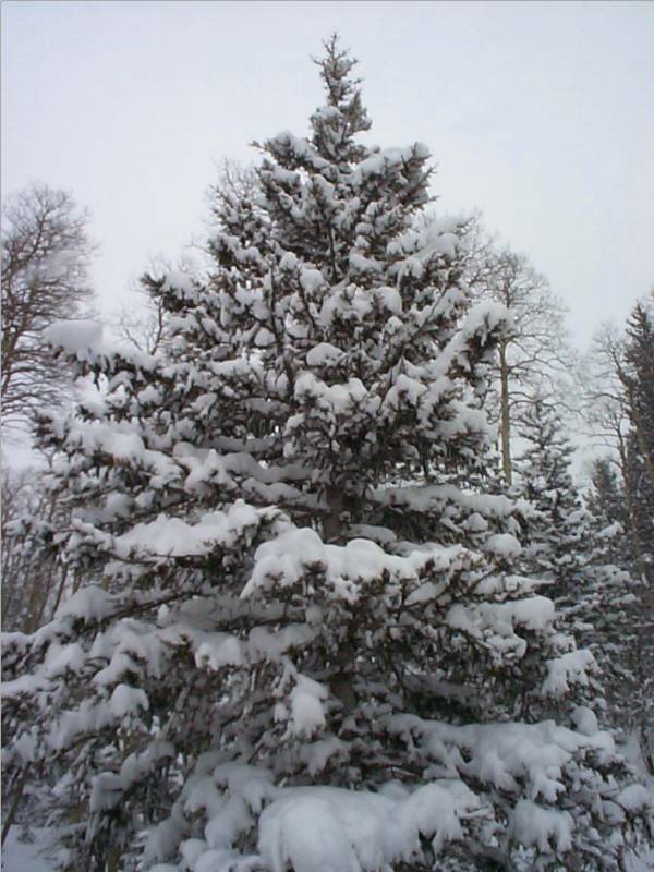 Engelman Spruce